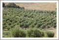 Olive Orchard For Sale - Paso Robles AVA Custom Home and Olive Orchard - 85.5 Acres - Paso Robles Wine Country