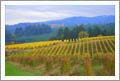 Premium Oregon Vineyard, Winery, and Custom Home - Yamhill-Carlton AVA, Oregon - Wine Real Estate