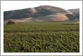 Sonoma County Vineyard w/ 50K case winery Permit For Sale - Sonoma County, CA