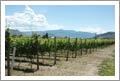 Okanagan Winery, Vineyard and Home For Sale - Located on the Golden Mile!
