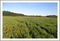 Small Farm / Lifestyle Property For Sale - Waipara, New Zealand - Wine Real Estate