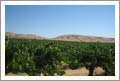 Paso Robles Winery, Vineyard, and Home For Sale - Paso Robles, California - Wine Real Estate