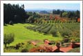 Organic Vineyard For Sale - Oregon Mansion For Sale - Organic Vineyard and Orchard For Sale - Oregon Wine Country Real Estate