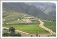 South Africa Wine Estate Farm For Sale - Wine Farm For Sale - Olive Orchard / Grove - South Africa Wine Country Real Estate
