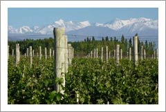 Vineyards in Argentina for sale - Fully Managed Mendoza Vineyards for sale in Top Locations - Real Estate