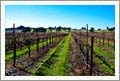 Paso Robles Winery, Vineyard, and Home For Sale - Paso Robles, California - Wine Real Estate