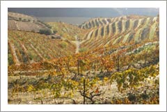 Douro Wine Region, Pinhão, Portugal Winery & Vineyard For Sale - European Wineries For Sale