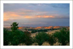 Olive Orchard / Grove For Sale - Paso Robles Area Home & Olive Orchard For Sale - Monterey County