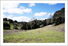 Paso Robles AVA Wine Country Home and Land For Sale - West Templeton