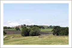 Templeton Vineyard and Land For Sale - Paso Robles AVA