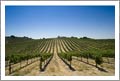 Vineyards For Sale - 218 Acres - 35 Acre Vineyard - Custom Home w/ Amazing Views - Wine Country