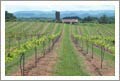 Tennessee Vineyard For Sale