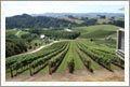 New Zealand Vineyard and Winery  For Sale