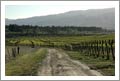 Central Otago, NZ - Vineyard For Sale