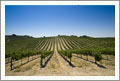 Templeton, California - 218 Acre Vineyard, Acreage, and Mediterranean Style Home For Sale - Wine Real Estate