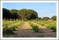 Zamora, Spain - Vineyard and Land For Sale