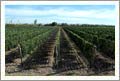 Argentina Vineyard and Large Home For Sale - Mendoza, Argentina - Wine Real Estate