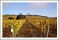 Santa Ynez Valley, CA - Winery, Vineayard, and Wine Brand For Sale - Wine Real Estate