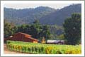 Santa Maria Valley Vineyard, Land, and Ranch For Sale - Wine Real Estate