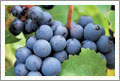 Barbera Wine Grapes For Sale