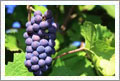Pinot Noir Wine Grapes For Sale
