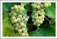 Sauvignon Blanc Wine Grapes For Sale