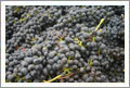 Syrah Wine Grapes For Sale