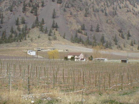 Keremeos, Similkameen Valley - Vineyard and Home For Sale - Vineyard