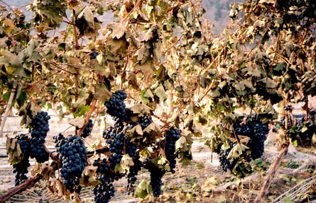 Keremeos, Similkameen Valley - Vineyard and Home For Sale - Grapes hanging