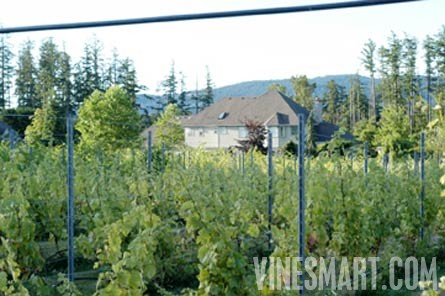 Vancouver Island,  BC - Vineyard and Estate Home with Winery Potential For Sale - Wine Real Estate
