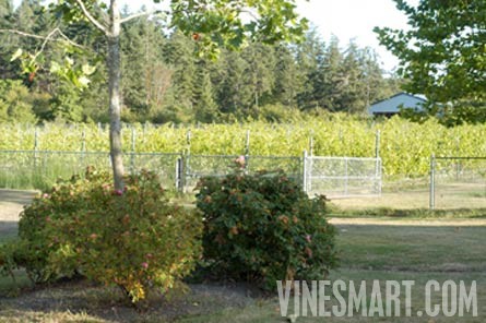 Vancouver Island,  BC - Vineyard and Estate Home with Winery Potential For Sale - Wine Real Estate