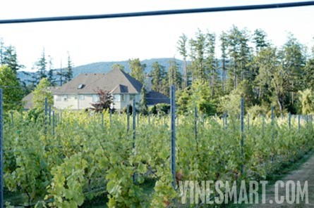 Vancouver Island,  BC - Vineyard and Estate Home with Winery Potential For Sale - Wine Real Estate