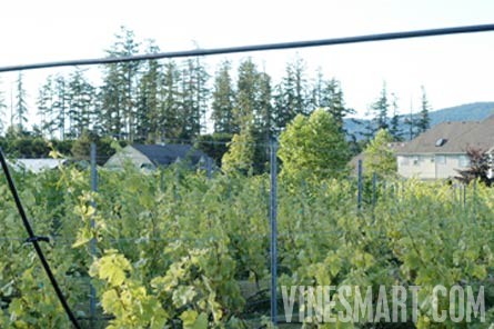 Vancouver Island,  BC - Vineyard and Estate Home with Winery Potential For Sale - Wine Real Estate