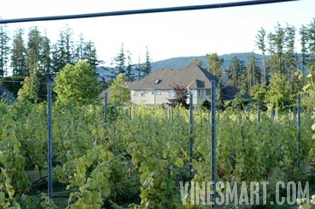 Vancouver Island,  BC - Vineyard and Estate Home with Winery Potential For Sale - Wine Real Estate
