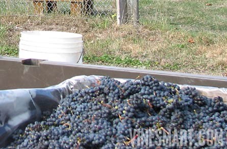 Vancouver Island,  BC - Vineyard and Estate Home with Winery Potential For Sale - Wine Real Estate