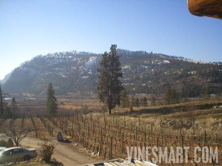 South Okanagan Valley, B.C. Canada - Vineyard and Large Log Cabin For Sale - Vineyard View