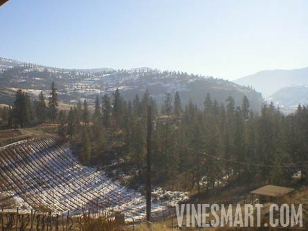 South Okanagan Valley, B.C. Canada - Vineyard and Large Log Cabin For Sale - Lower Vineyard