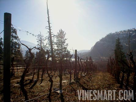 South Okanagan Valley, B.C. Canada - Vineyard and Large Log Cabin For Sale - Vineyard Vines