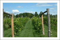 Augusta, Ontario - Vineyard and Home For Sale