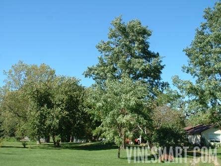 Augusta, Ontario, Canada - Vineyard and Home For Sale - Landscaping