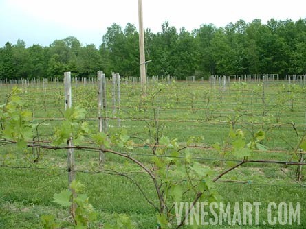 Augusta, Ontario, Canada - Vineyard and Home For Sale - Young Vines