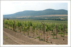 Bulgaria Vineyard and Land For Sale - Wine Real Estate