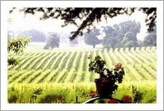 Okanagan Falls Vineyard, Orchard, and Home For Sale