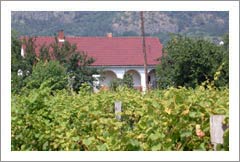 Somlo, Hungary - Home, Vineyard, and Orchard Property For Sale - Wine Real Estate