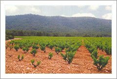 Spain Vineyard and Home For Sale - Spainish - Wine Real Estate