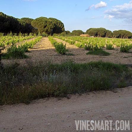 Zamora, Spain - Vineyard and Land For Sale - Spanish - Wine Real Estate