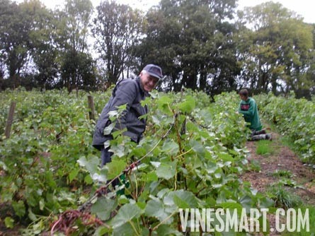 England Vineyard and Home For Sale - Europe - Wine Real Estate - Hanalei, Cei Bach Road, Llanarth, SA47 0QA