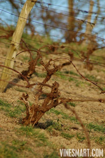 England Vineyard and Home For Sale - Europe - Wine Real Estate - Hanalei, Cei Bach Road, Llanarth, SA47 0QA