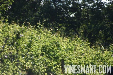 England Vineyard and Home For Sale - Europe - Wine Real Estate - Hanalei, Cei Bach Road, Llanarth, SA47 0QA