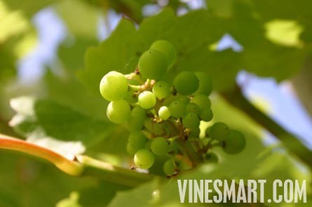 England Vineyard and Home For Sale - Europe - Wine Real Estate - Hanalei, Cei Bach Road, Llanarth, SA47 0QA